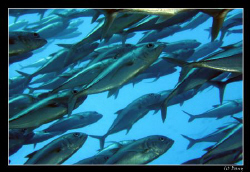Schooling jacks in Apo Island, at Mamsa Point: a strong d... by Daniel Strub 